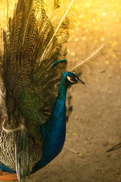 美丽雄伟的雄孔雀，与蓝色的头 — 图库照片