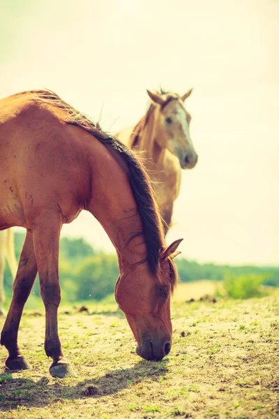 Vita wild häst på ängen idylliska fält — Stockfoto