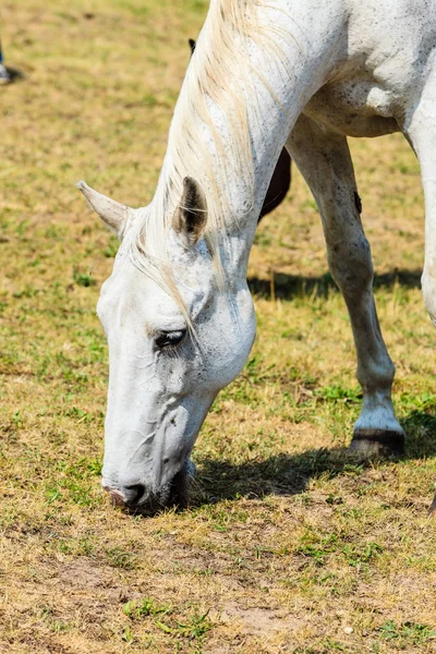 Cavalo selvagem branco no campo idílico do prado — Fotografia de Stock