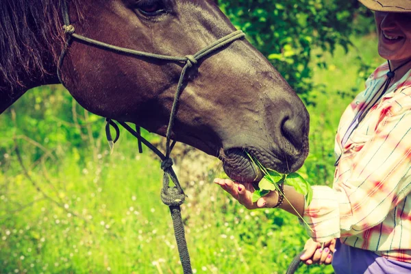 Westerse vrouw het verzorgen van het paard op weide — Stockfoto