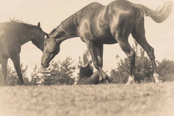 Mujer jockey sentada con caballos en el prado —  Fotos de Stock