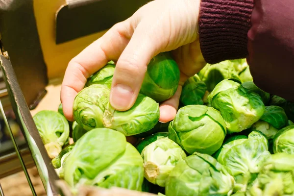 Primer plano, la mano humana recogiendo los mejores brotes de Bruselas —  Fotos de Stock