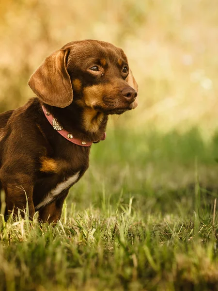 Kleiner Hund spielt draußen — Stockfoto