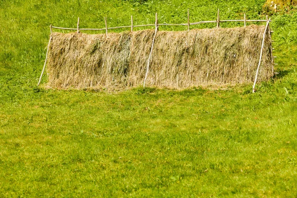 Drogen van gras hooi rietjes op houten hek — Stockfoto