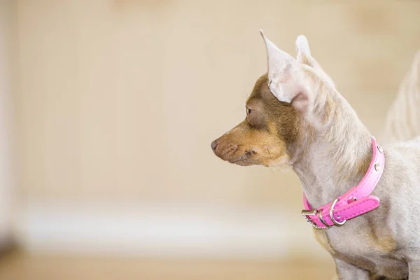 Pequeño perro sentado en el sofá — Foto de Stock