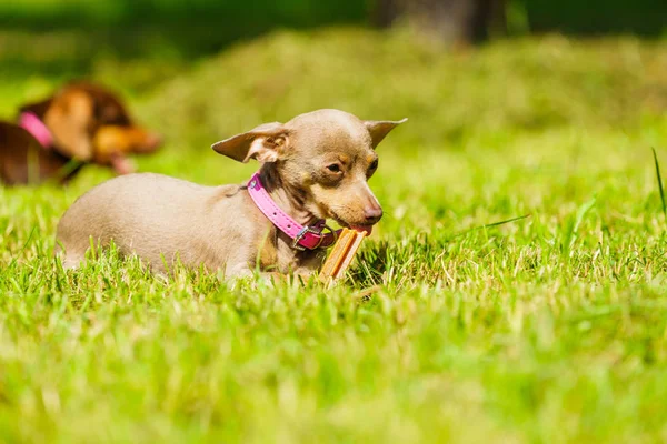 Kleine honden buiten spelen — Stockfoto