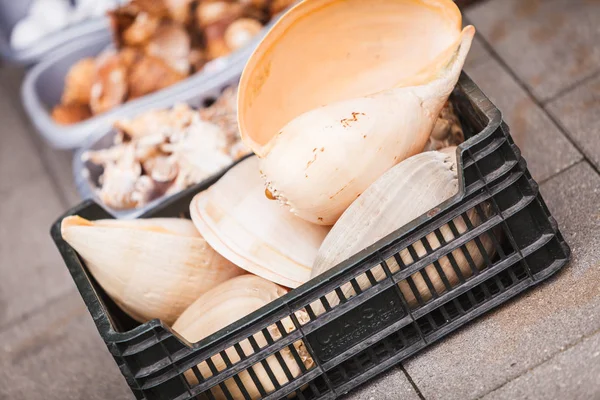 Fecho detalhado de conchas — Fotografia de Stock