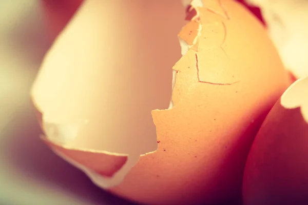 Primer plano detallado de las cáscaras de huevo agrietadas vacías — Foto de Stock