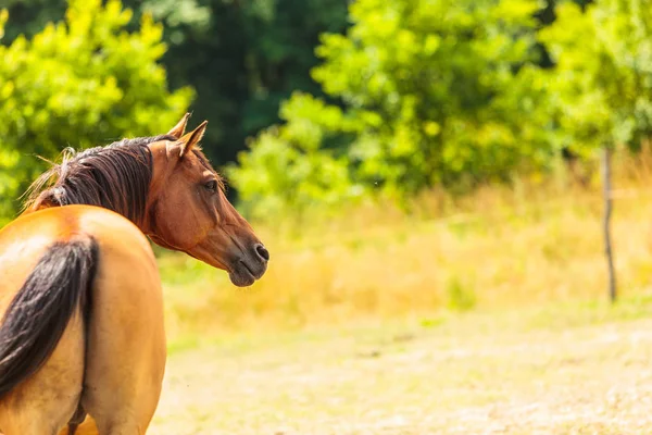 Brun wild häst på ängen idylliska fält — Stockfoto
