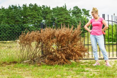Woman removing dried thuja tree from backyard clipart