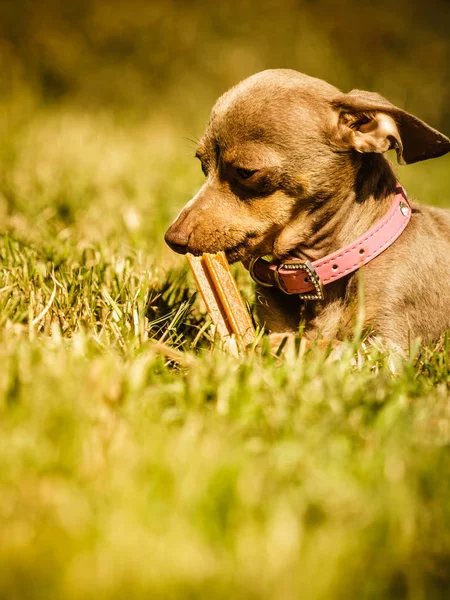 Pequeño perro jugando afuera — Foto de Stock