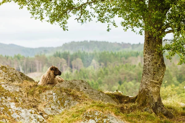 Sheeps on rock hill — Stock Photo, Image