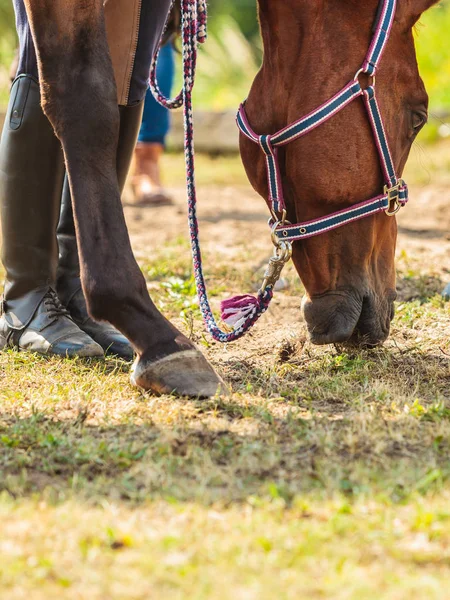 Barna vad ló a réten idilli mező — Stock Fotó