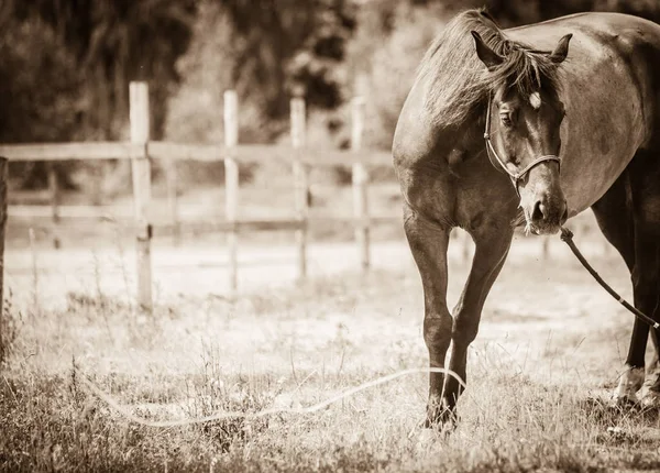 Коричневий дикі коні на луг ідилічне поля — стокове фото