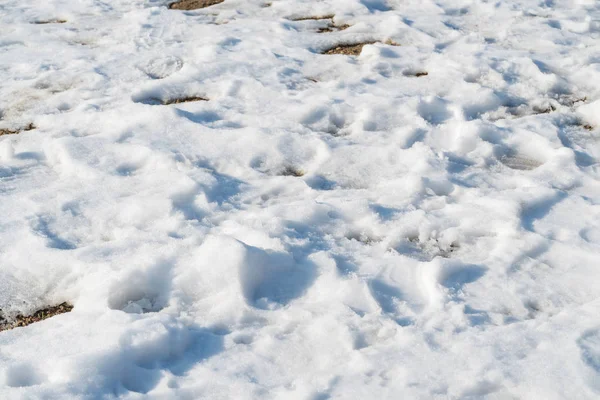 Smältande snö med mänskliga skor fotspår — Stockfoto