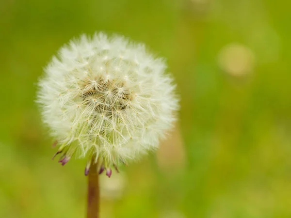 Detailaufnahme von flauschigen Löwenzahnköpfen — Stockfoto