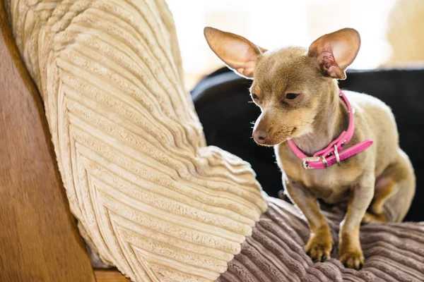 ソファに座っての小さな犬 — ストック写真