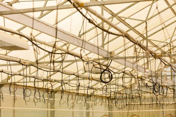 Полив кабелей, висящих под потолком в теплице — стоковое фото