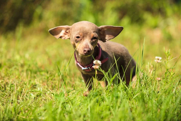 Malý pes hrát venku — Stock fotografie