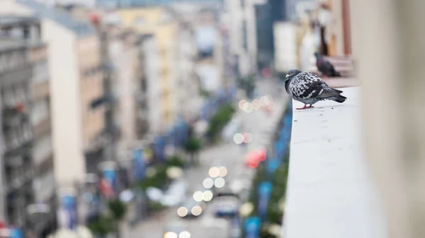Pigeon sur le rebord de fenêtre — Photo