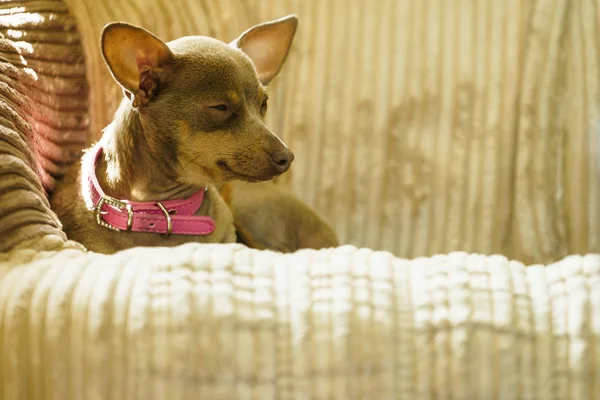 Kleiner Hund sitzt auf Couch — Stockfoto