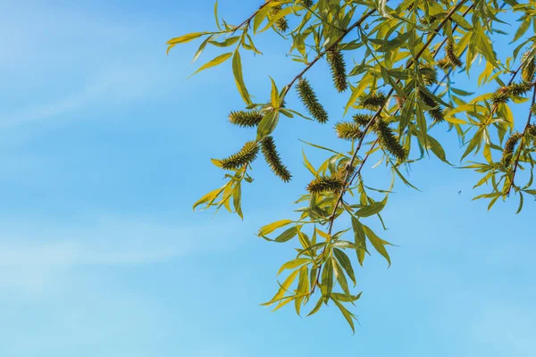 Rami di albero con cielo azzurro chiaro sullo sfondo — Foto Stock