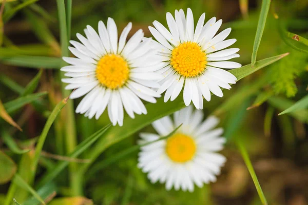 Detailed closeup of white daisy flower — Stock Photo, Image