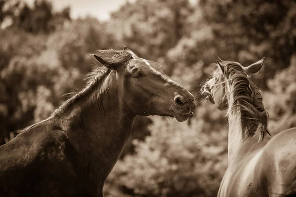 Dos caballos salvajes marrones en el campo del prado — Foto de Stock