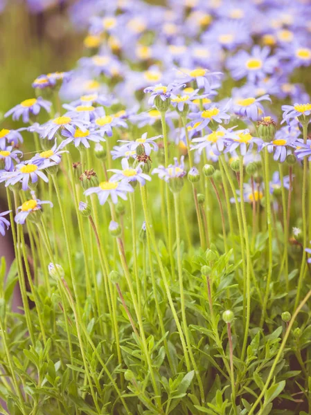 Close up de flores verdes e azuis — Fotografia de Stock