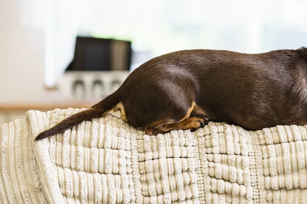 Lilla hunden sitter på soffan — Stockfoto