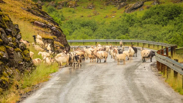 Many goats walking on street — Stock Photo, Image