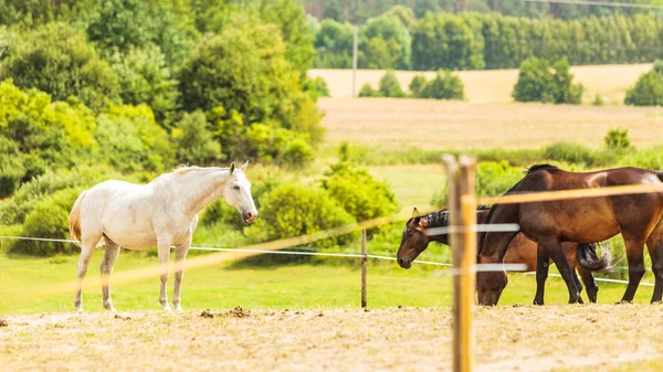 Stado koni na polu łąka latem — Zdjęcie stockowe