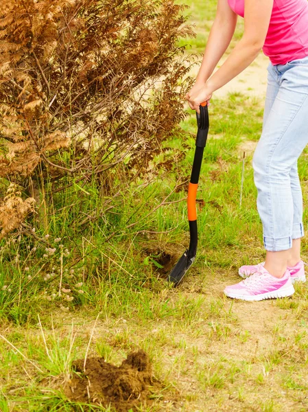 Mujer quitar el árbol del patio trasero, cavar tierra con pala —  Fotos de Stock