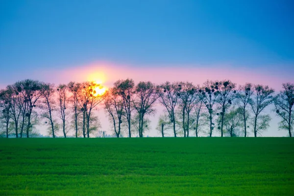 Soleil pendant le coucher du soleil derrière les arbres — Photo