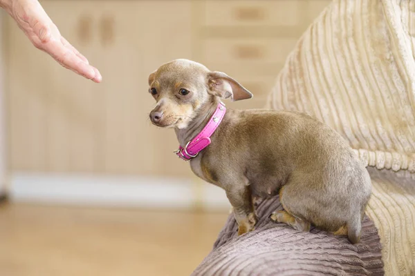 Kleiner Hund frisst Futter aus der Hand — Stockfoto