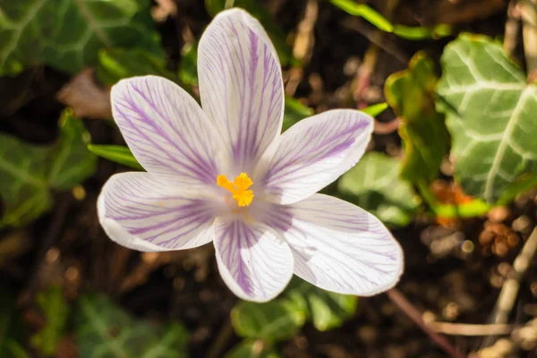 Crosus alb pe iarbă — Fotografie, imagine de stoc