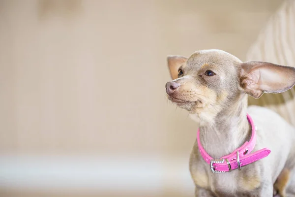 Pequeño perro sentado en el sofá — Foto de Stock