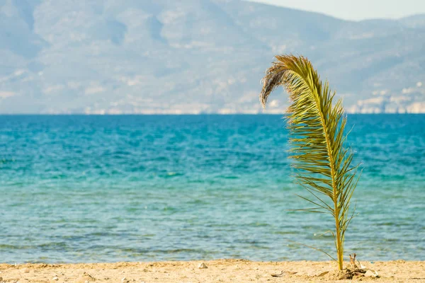 Liten palmträd på stranden — Stockfoto