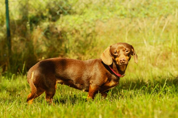 Little dog playing outside — Stock Photo, Image