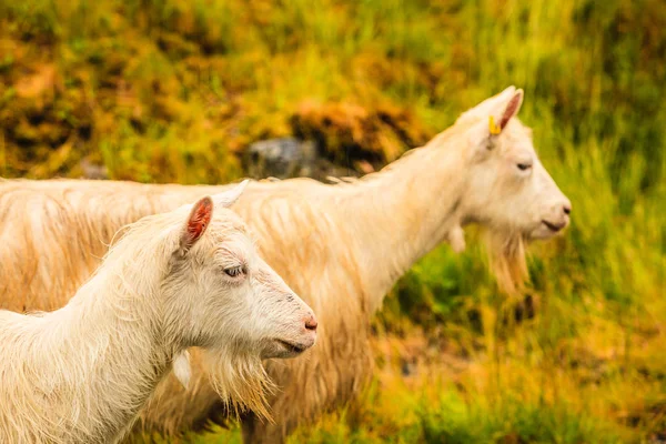 Capra al pascolo sulla collina verde — Foto Stock