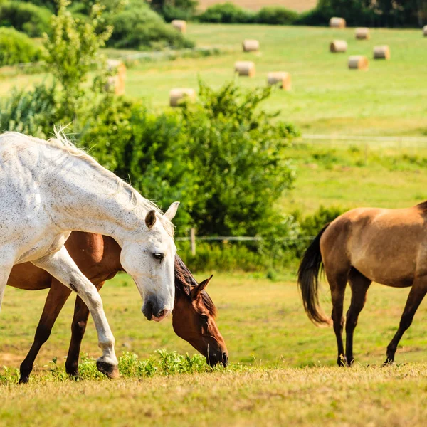 Manada de caballos en el campo de prados durante el verano —  Fotos de Stock