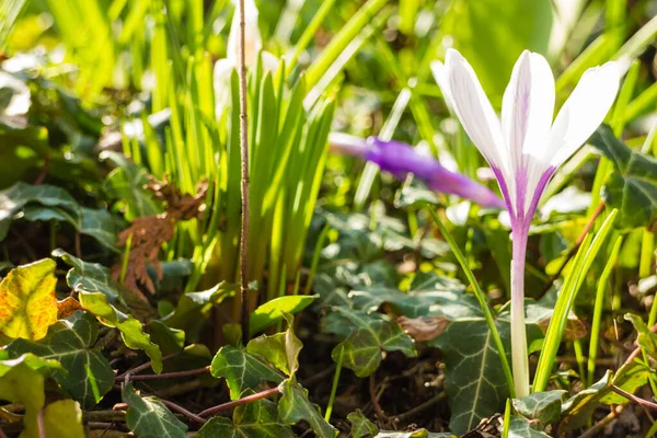 Vit crosus på gräs — Stockfoto