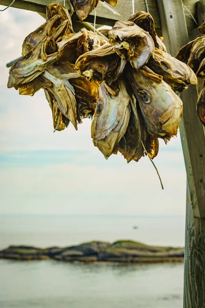 Cod stockfish drying on racks, Lofoten islands Norway — Stock Photo, Image