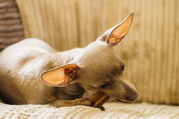 Pequeño perro sentado en el sofá — Foto de Stock