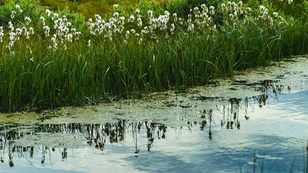 Fleurs blanches sur la rive du lac. Heure de printemps ou d'été . — Photo