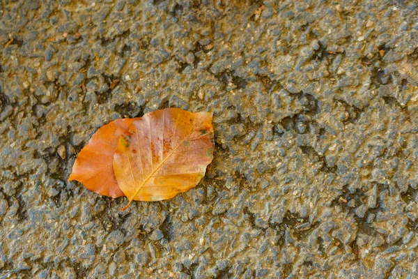 Brown leaves on ground — Stock Photo, Image