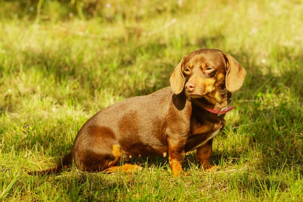 Little dog playing outside — Stock Photo, Image