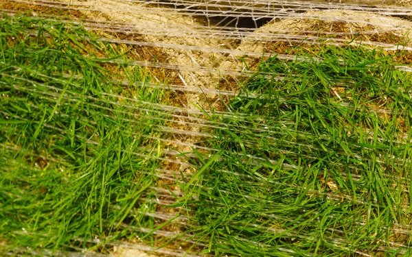 Piles de rouleaux de gazon pour la nouvelle pelouse — Photo