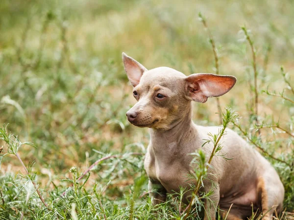 Pequeño perro jugando afuera — Foto de Stock