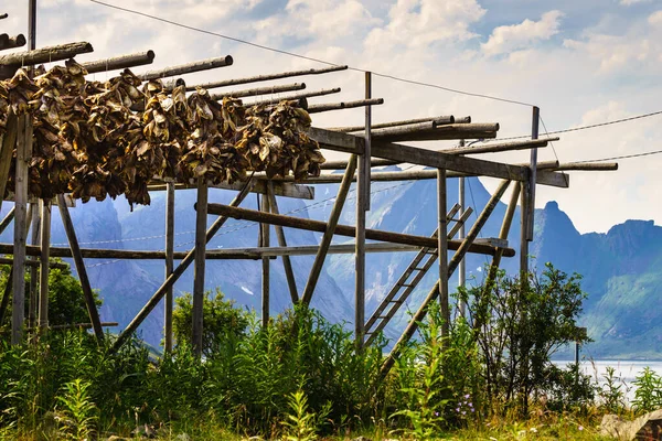 Bacalao en estanterías, Islas Lofoten Noruega — Foto de Stock